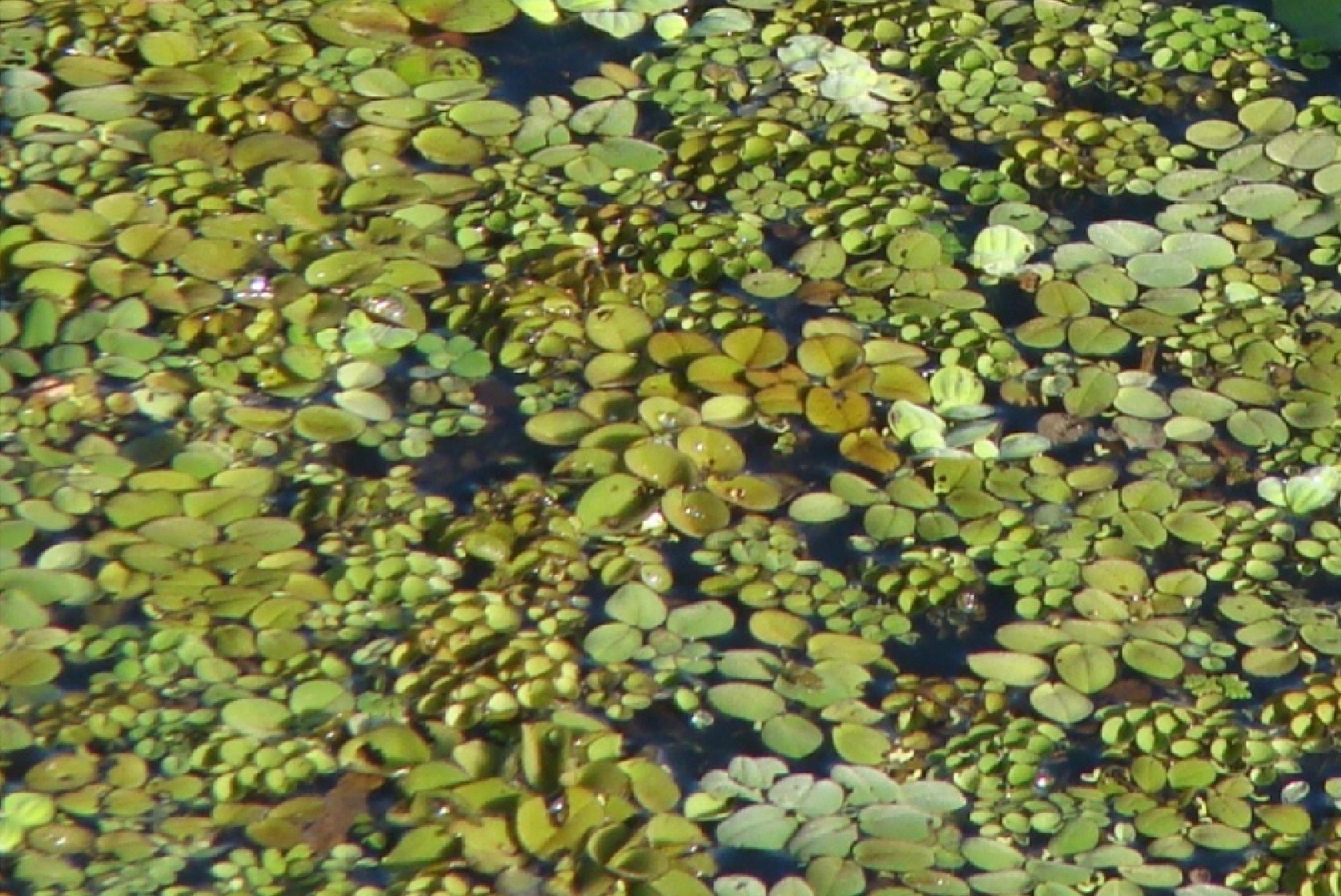 Macrophyte